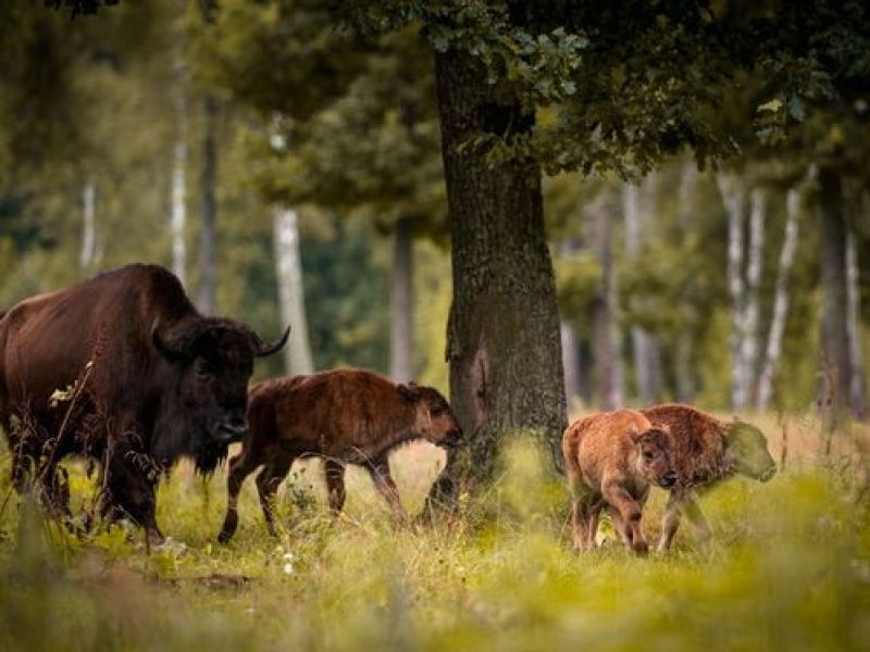 Podróżowanie po Parkach Narodowych – jak odkrywać dziką przyrodę i unikalne ekosystemy? Wypożyczalnia samochodów Gdańsk
